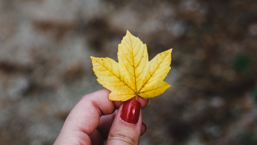 A woman with red nail polish holds a tiny yellow leaf