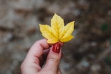 A woman with red nail polish holds a tiny yellow leaf