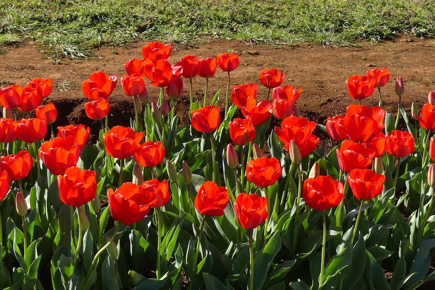 Red tulips