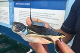 Tiny turtle technology