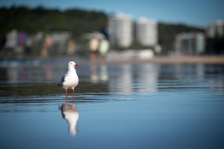 A silver gull standing on wet sand with its reflection underneath it and blurred apartment towers behind it.