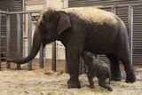 Taronga Park Zoo's Asian elephant calf suckles