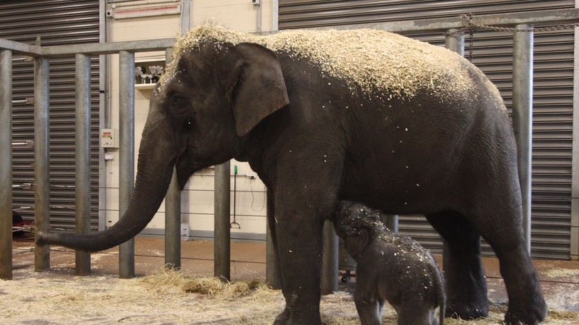 Taronga Park Zoo's Asian elephant calf suckles