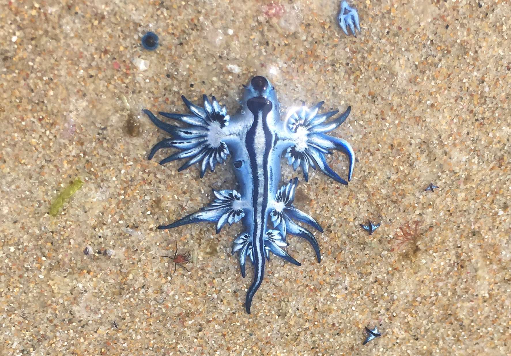 Nudibranchs For Sale