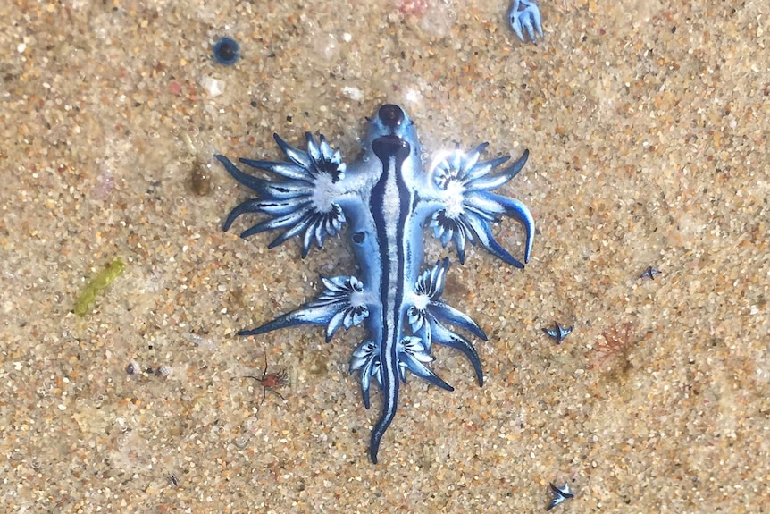 Nudibranch on the sand