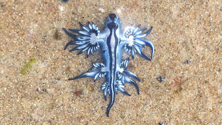 Nudibranch on the sand