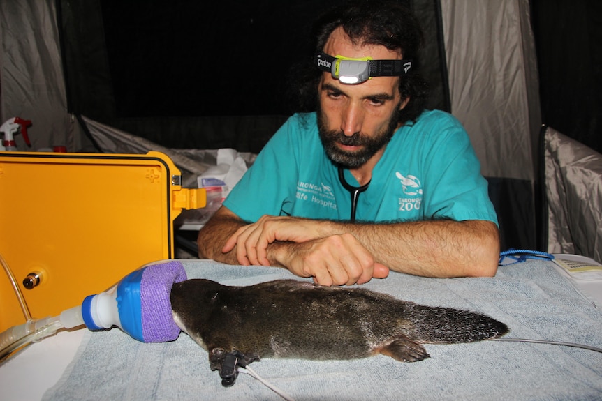 A man with a head light on looking at a platypus getting life support