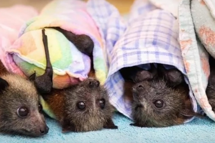 Bats lying upside down in pouches on a towel