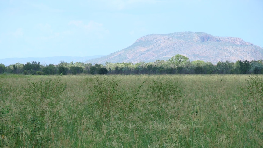 Traditionally used for hay production this land will be made into a sandalwood plantation