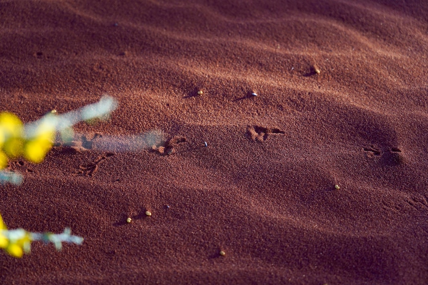 Foot prints on sand dune