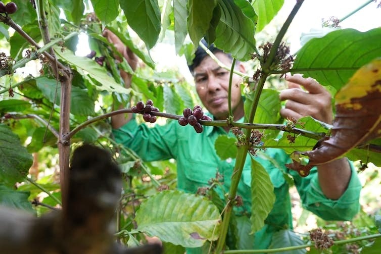 A man is picking coffee beans from a green plant.