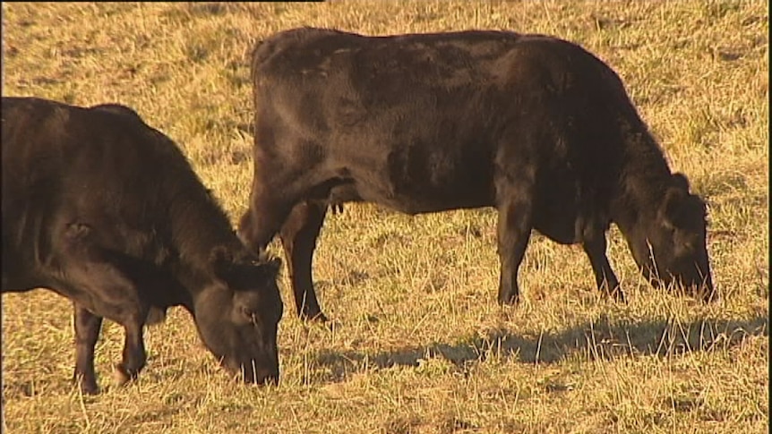 cattle grazing