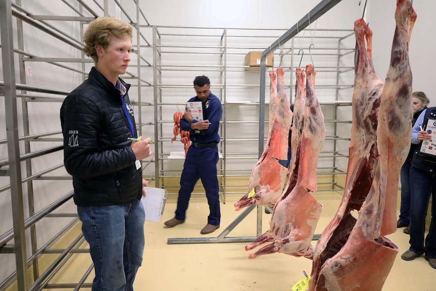A young man in blue jumper studies lamb carcasses' handing from a hook.