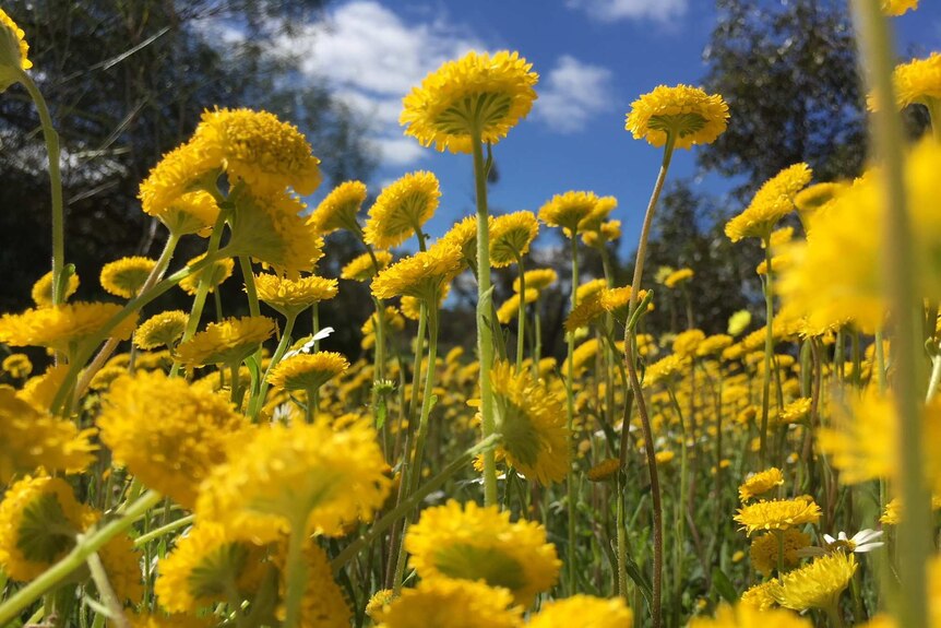Yellow flowers up close at Coalseam Conservation Park against a blue sky