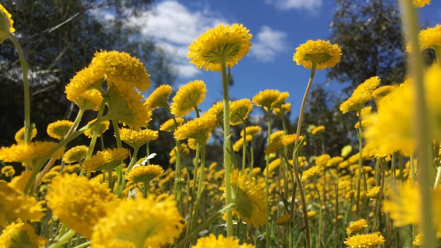 Yellow flowers up close at Coalseam Conservation Park against a blue sky