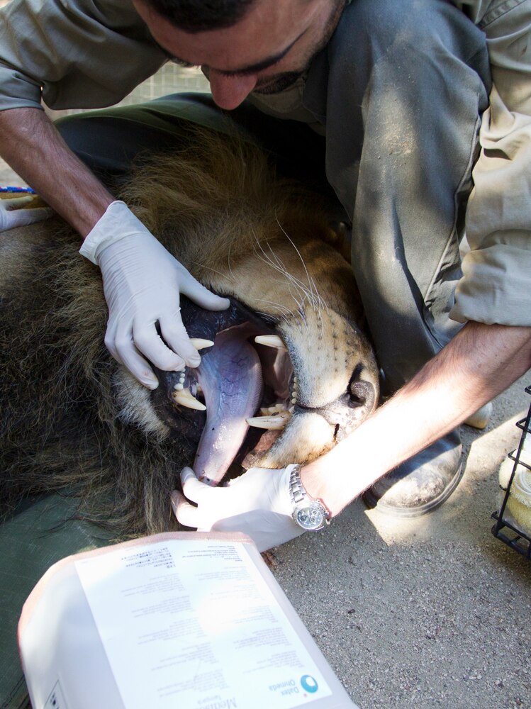 Jaw open as the lion is examined