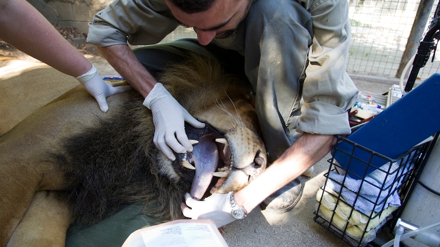 Jaw open as the lion is examined
