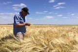 Andrew Barr in his barley crop