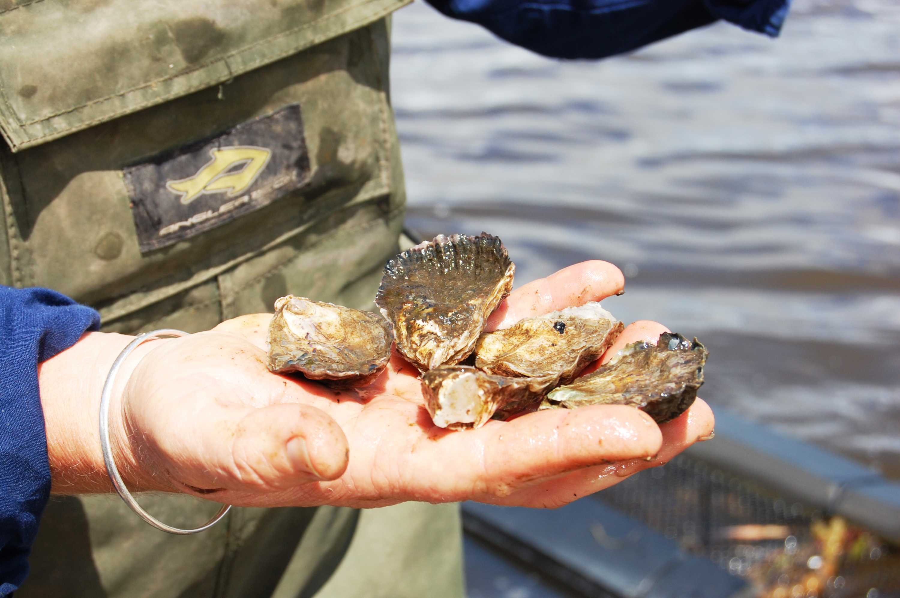 Oyster shortage looms as wet weather closes NSW south coast farms ABC