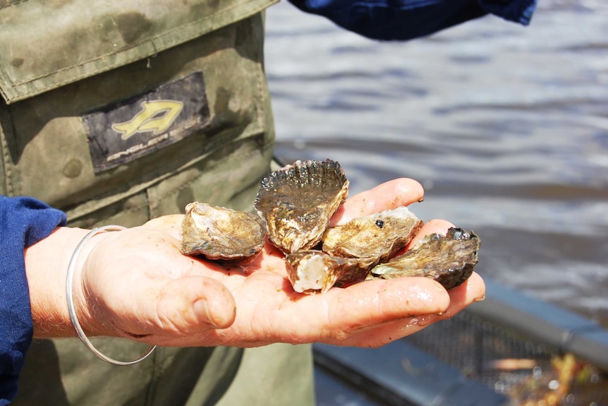 Sediment washed into the waterway has made these oysters unsafe for harvesting.