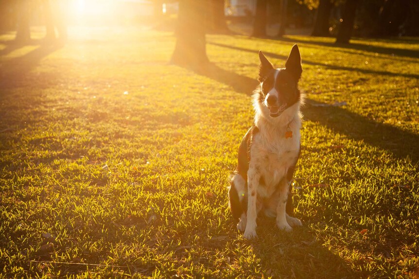 A black and white border collie sits on grass backlit by orange afternoon sun.