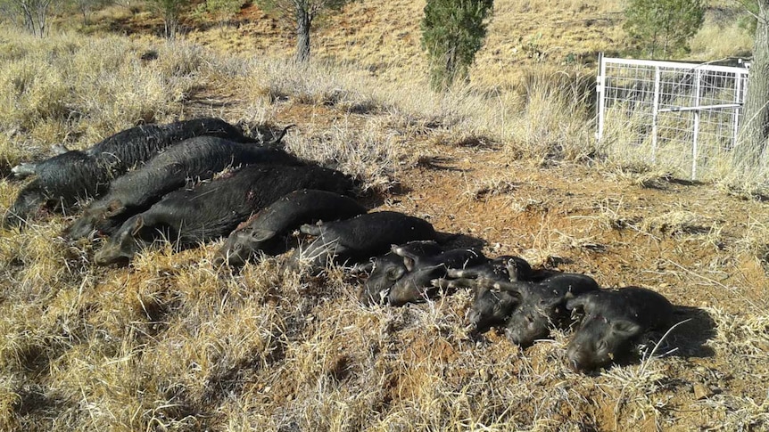 Nine feral pig carcasses in front of a fence on a rural property.