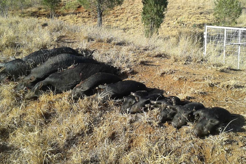 Nine feral pig carcasses in front of a fence on a rural property.