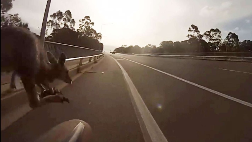 The Canberra cyclist escaped serious injury after being hit by a kangaroo on Adelaide Avenue.