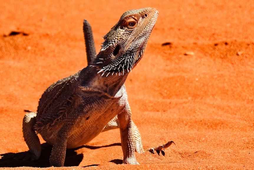 A lizard sitting on red sand
