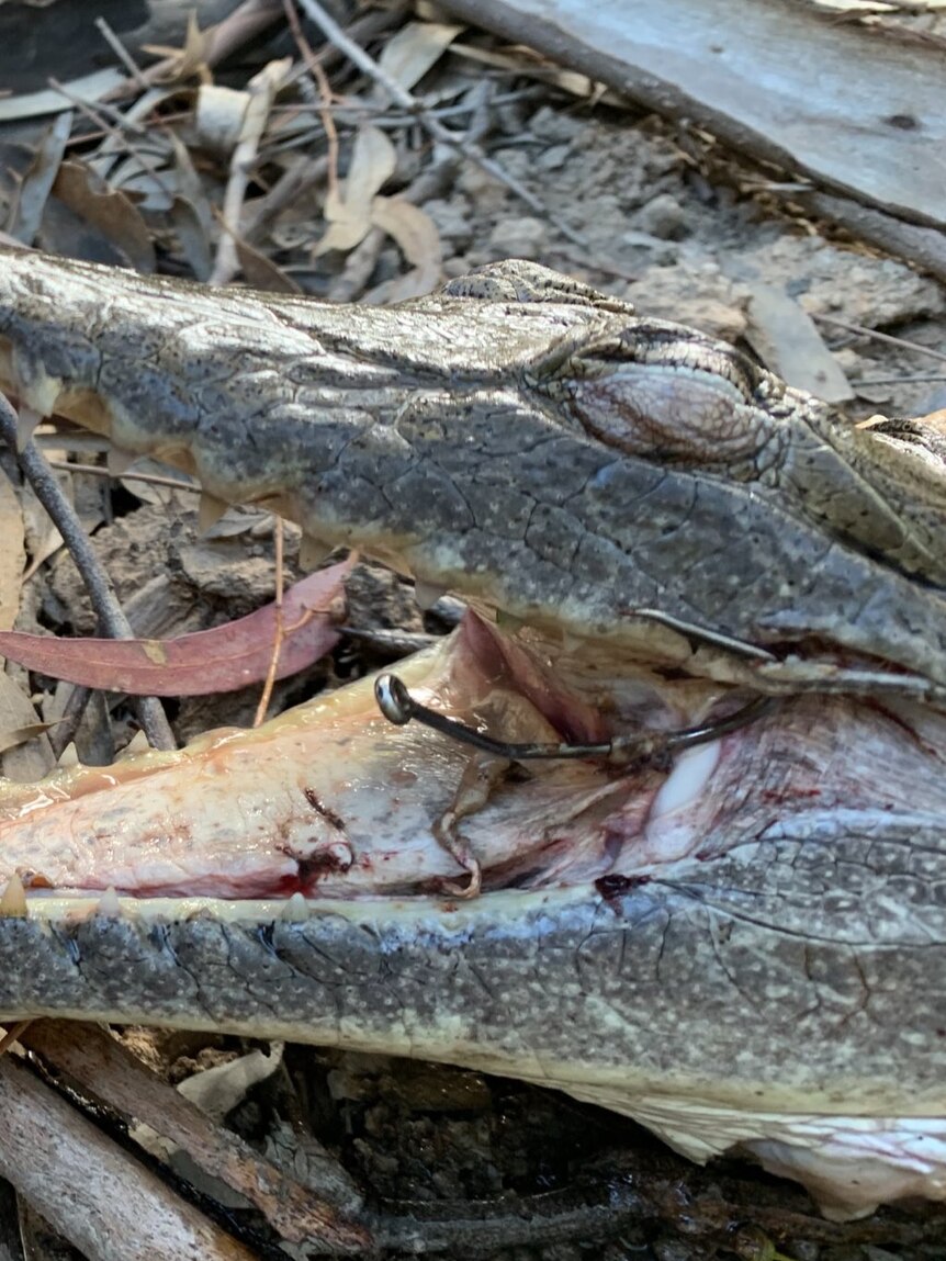 A dead crocodile with a hook in its mouth