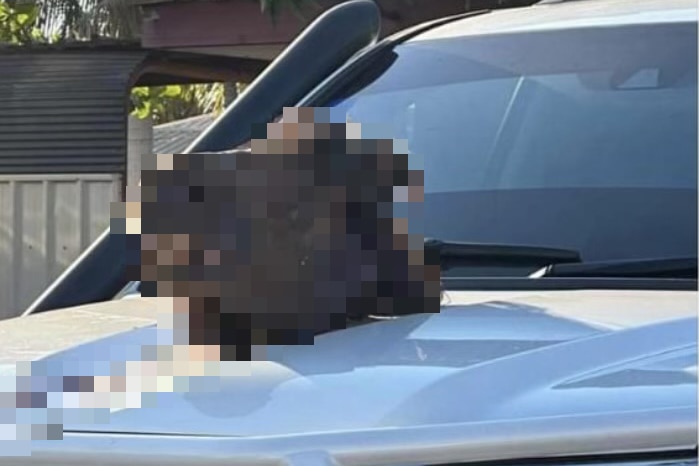 Blurred pixelated image of brown horse head on car
