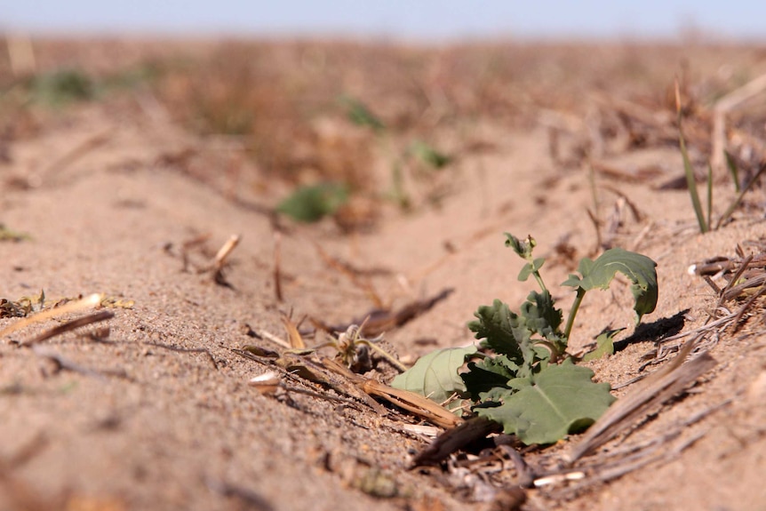 A wilting canola plant on dry farmland.