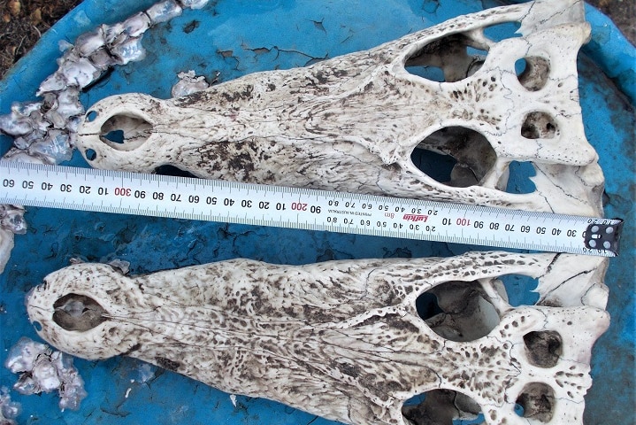 Two crocodile skulls are measured with tape, coming in over 30cms.