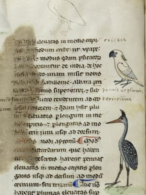 Cockatoo illustration in 13th century manuscript.