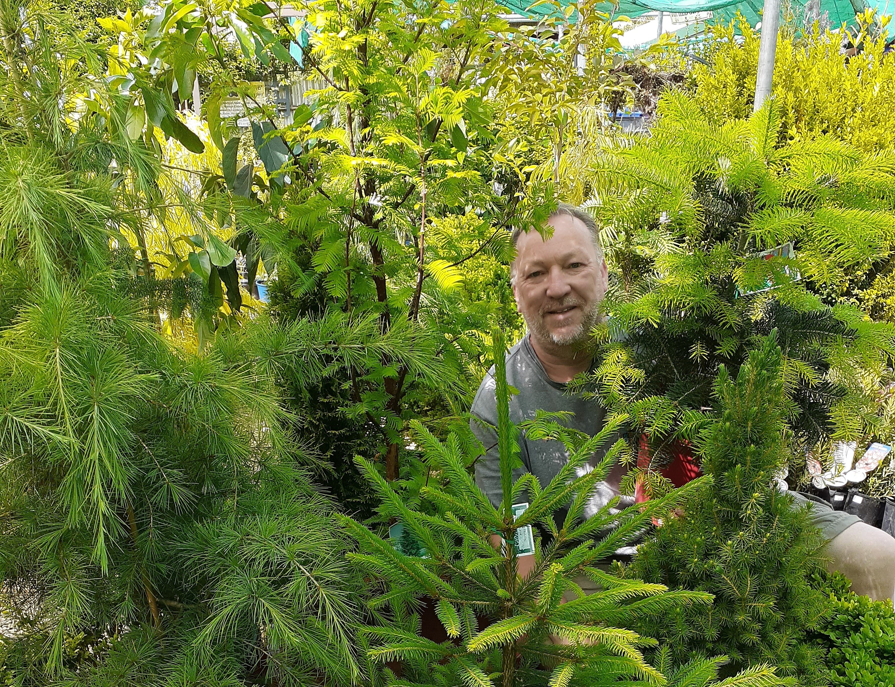 Free Christmas Tree Giveaway 2022 Christmas Tree Giveaway Spreads Festive Cheer Amid Skyrocketing National  Consumer Demand - Abc News