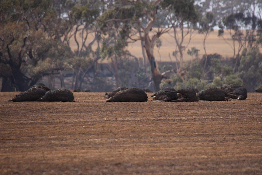 Blackened sheep lying on farmland