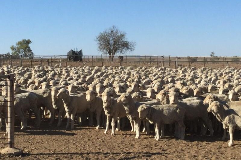 A mob of sheep in yards.