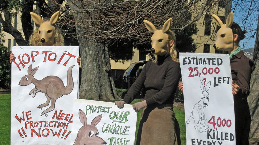 Protesters dressed as kangaroos hold anti-cull permit signs in front of Parliament House in Hobart