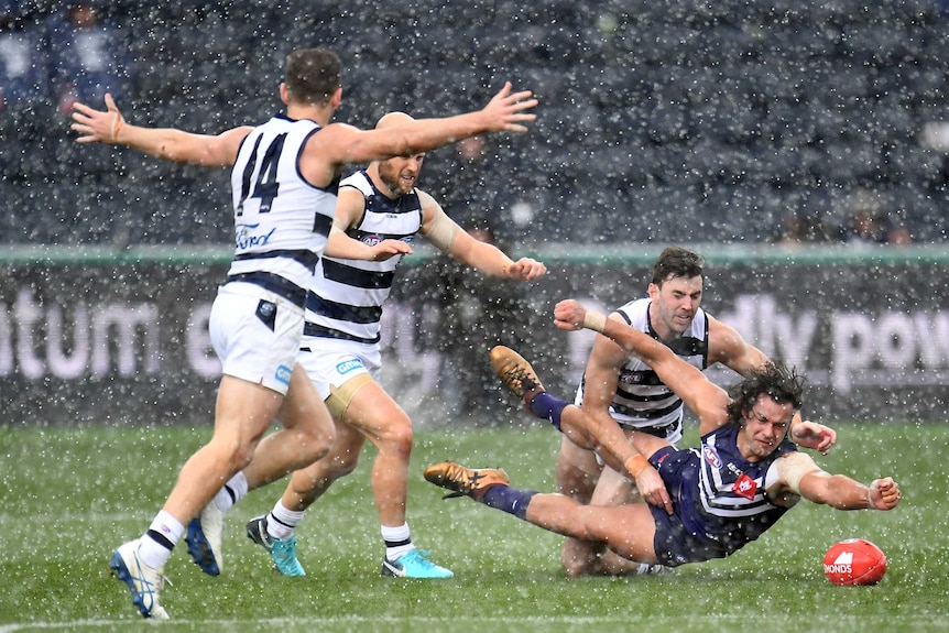 The Cats and Dockers contest the ball as hail comes down at Kardinia Park.