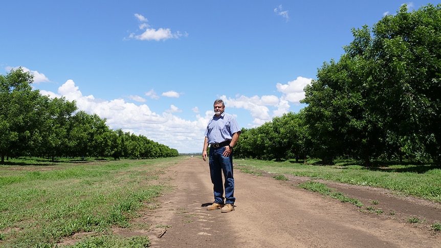 Roelof Venter stands on road separating pecan trees.
