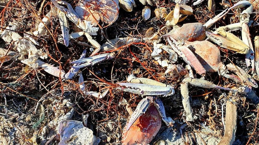 Dead crabs and seaweed.