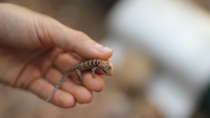 a small gecko in a woman's hands