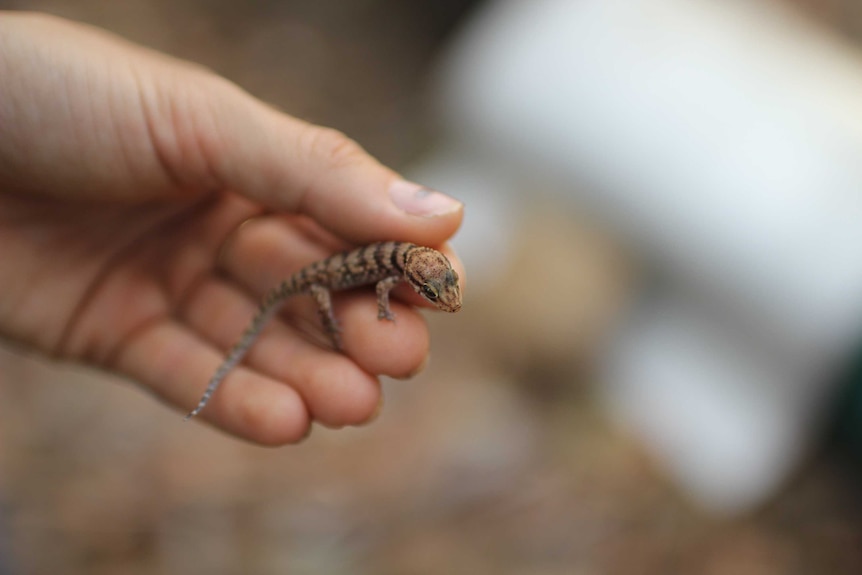 a small gecko in a woman's hands