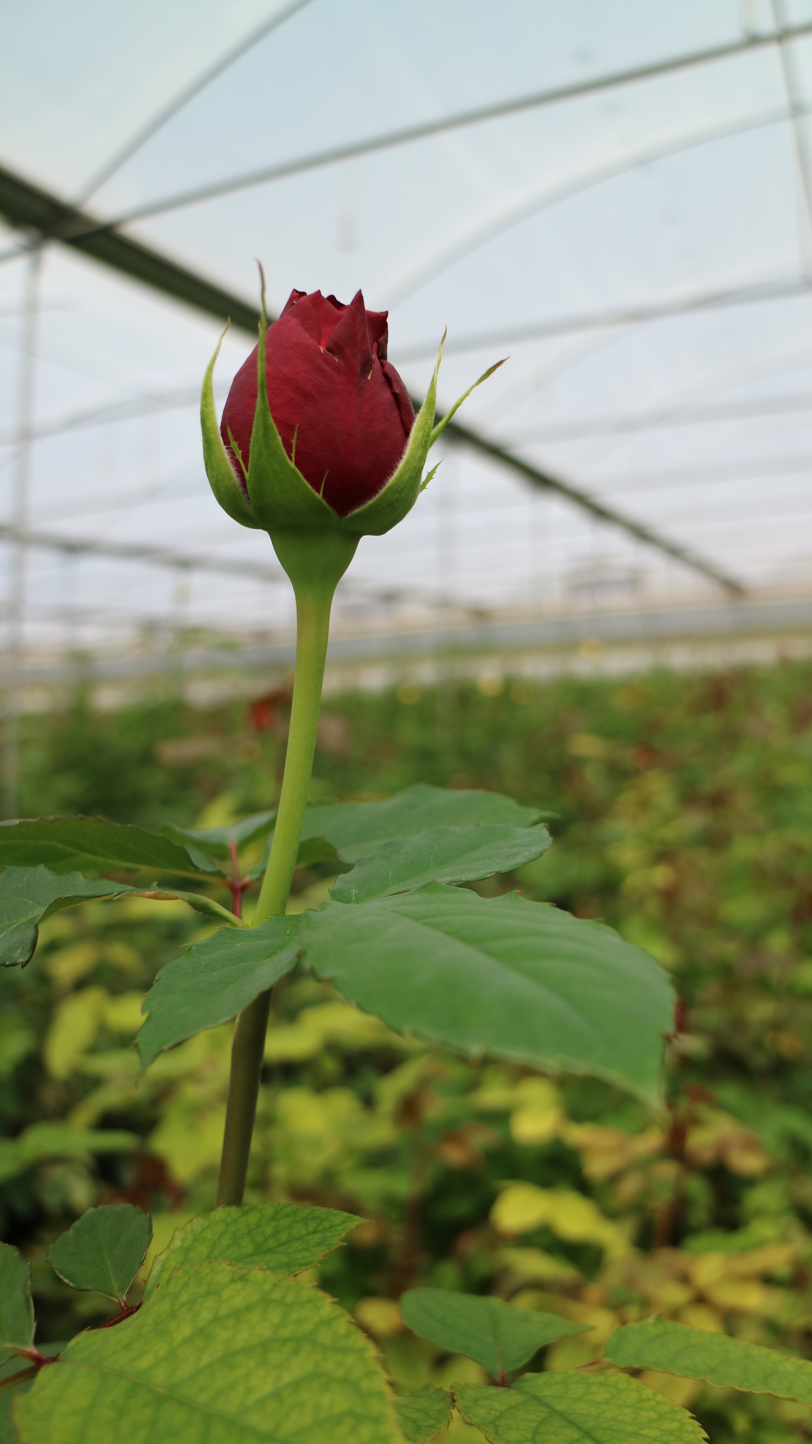 French stamp on Tasmanian rose production paying dividends in cut