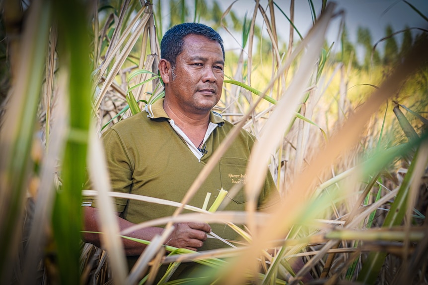A close up of a man wearing a green shirt standing among cane in a field.