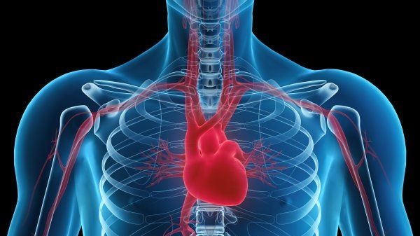 A computer generated image of the heart and blood systems in the human body.