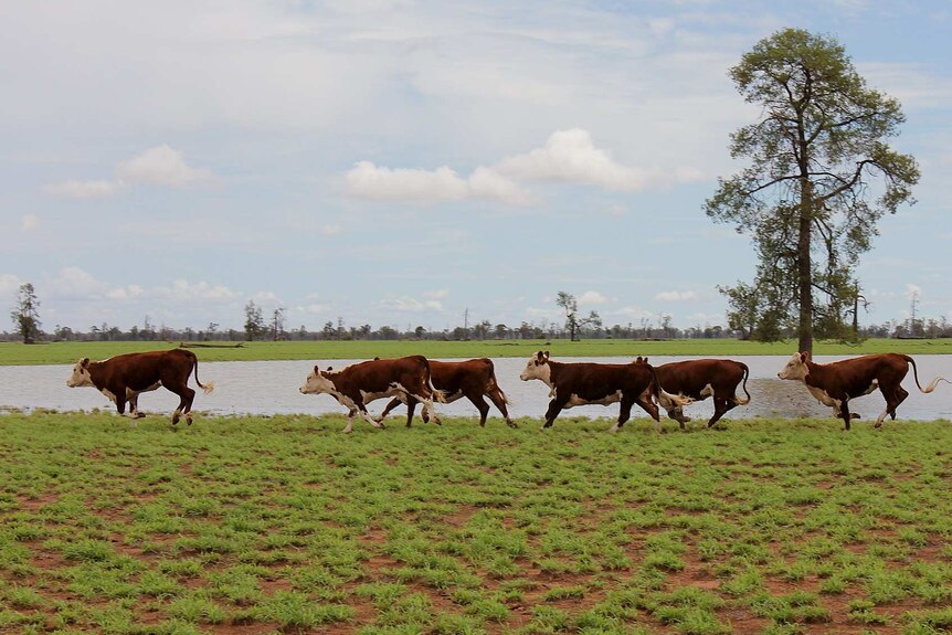 A line of cows running in green grass next to a small lake in a paddock