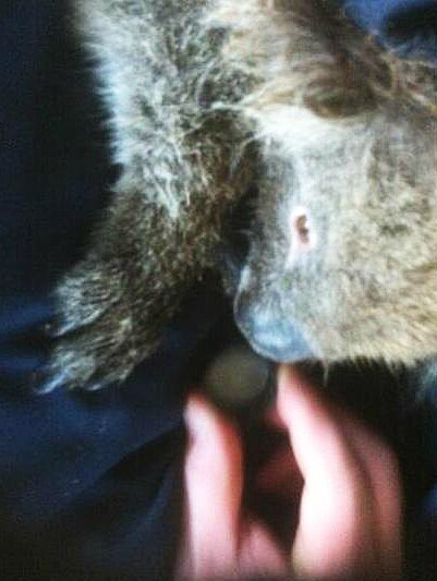 A koala rescued near Tulka is given a sip of water from a bottle cap