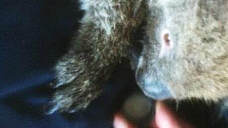 A koala rescued near Tulka is given a sip of water from a bottle cap