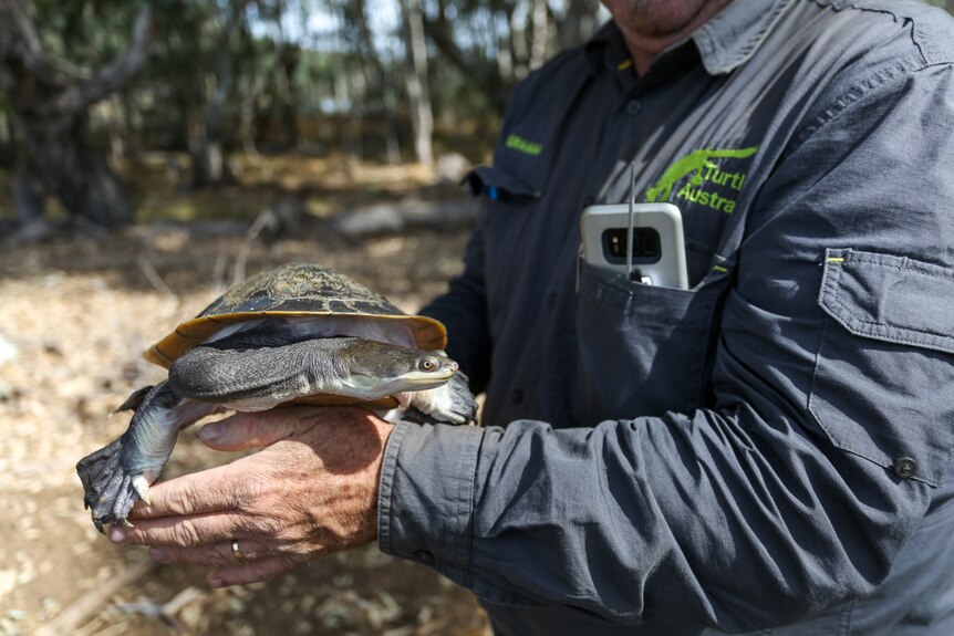 Graham Stockfeld bought along his adopted broad-shelled turtle, nine-year-old Milo.